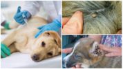 Pyroplasmosis vaccination til hunde