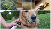 Folk remedies for dogs from ticks