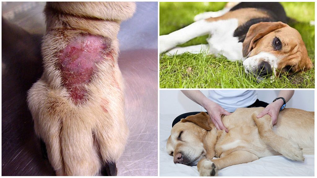 Symptoms and treatment of Lyme disease in dogs