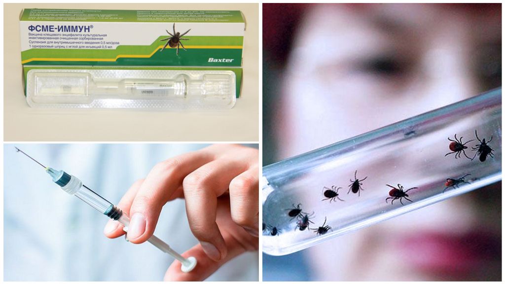 Ticks in Yekaterinburg: where to pass, tests, vaccinations