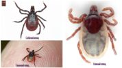 Types of forest ticks