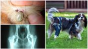 Komplikace po borelióze u psů