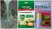 Spider mite biological products