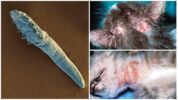 Demodex in cats