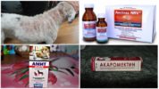Léčba demodokózy u psů