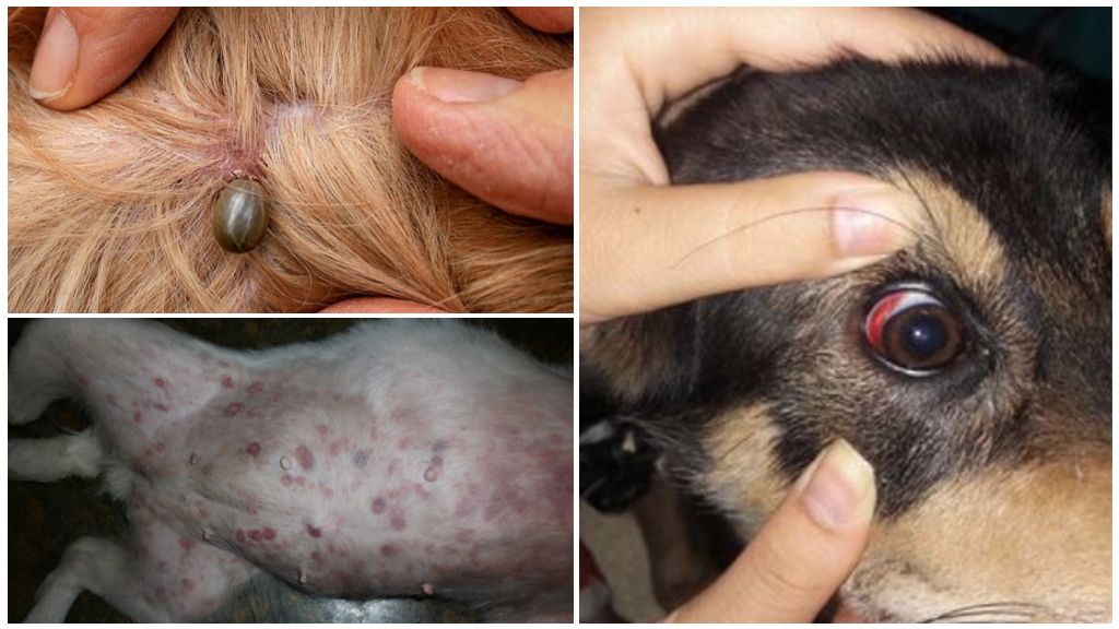 Symptoms and treatment of ehrlichiosis in dogs
