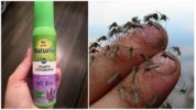 Gardex Natural gegen blutsaugende Insekten