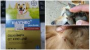 Kiltiks collar for dogs from fleas and ticks