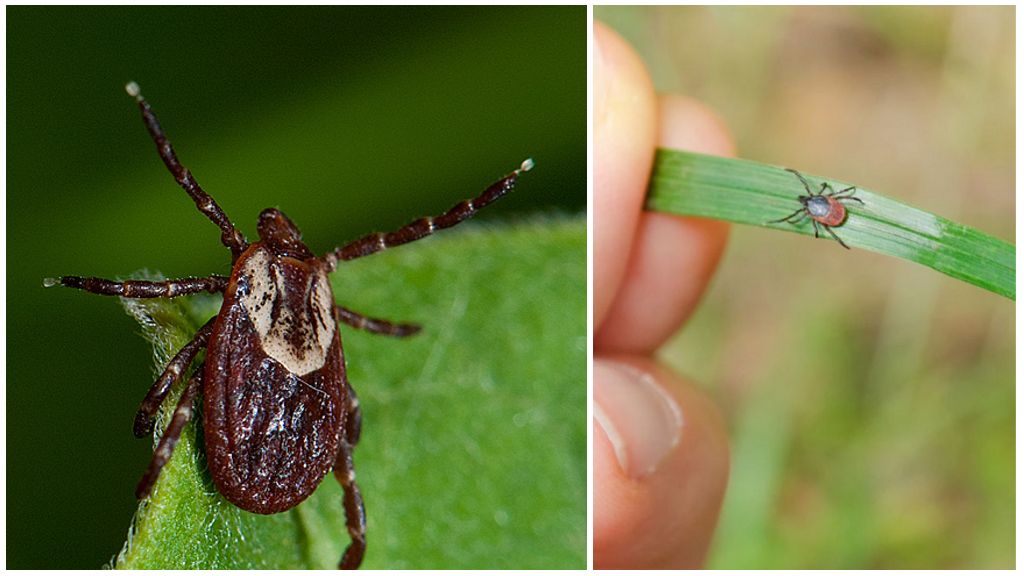 Why ticks are needed in nature: role and practical significance