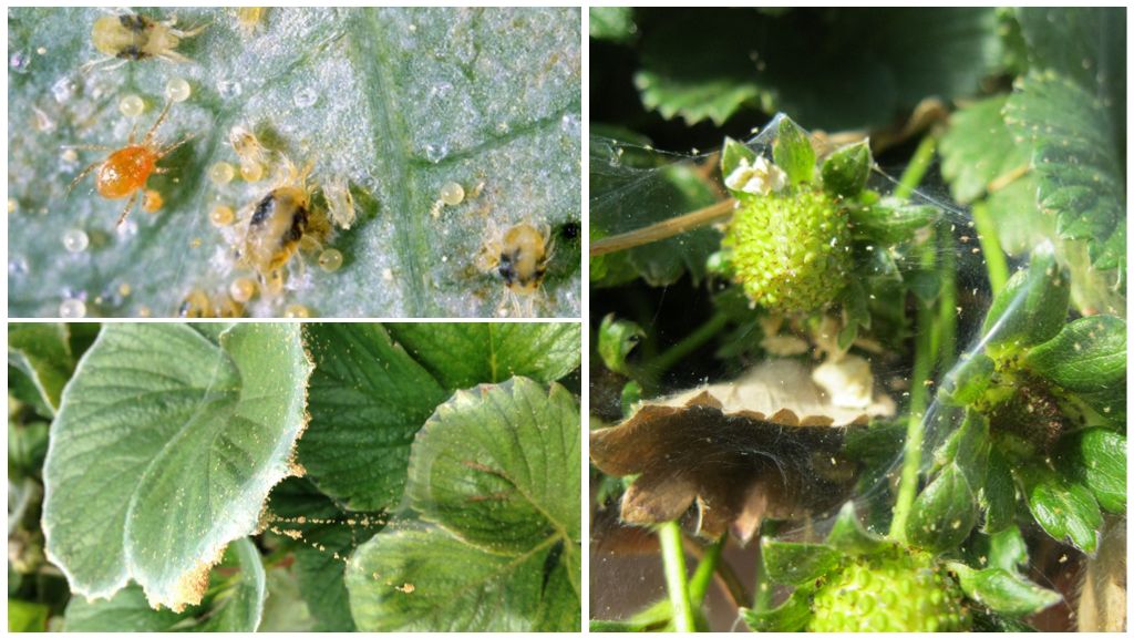 Methods of combating spider mites on strawberries and strawberries