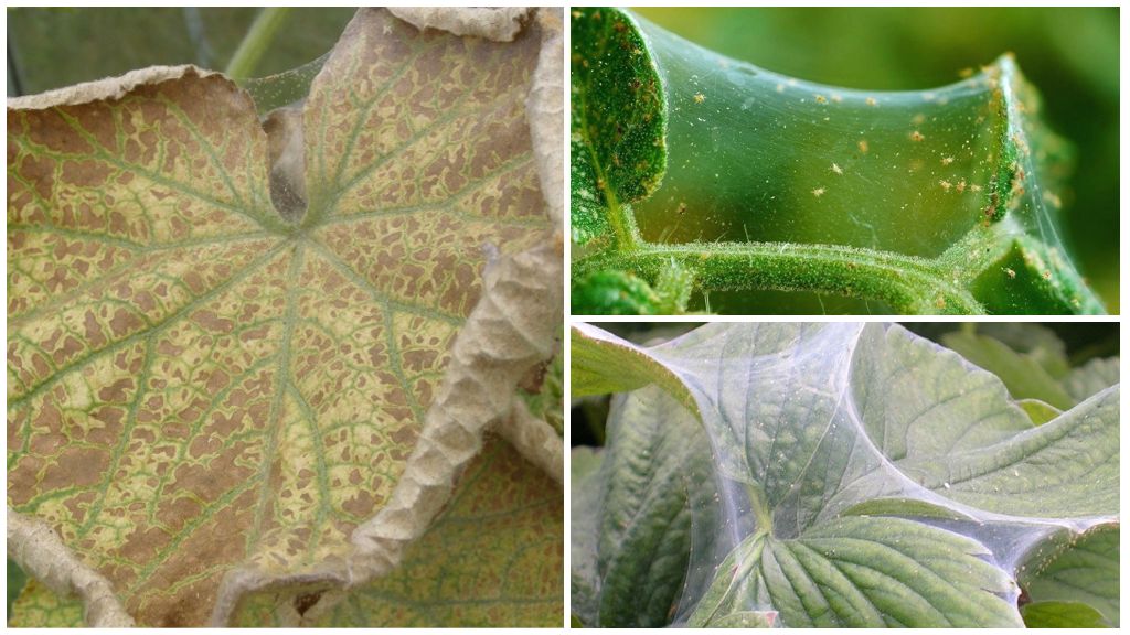 How and how to deal with a spider mite on cucumbers