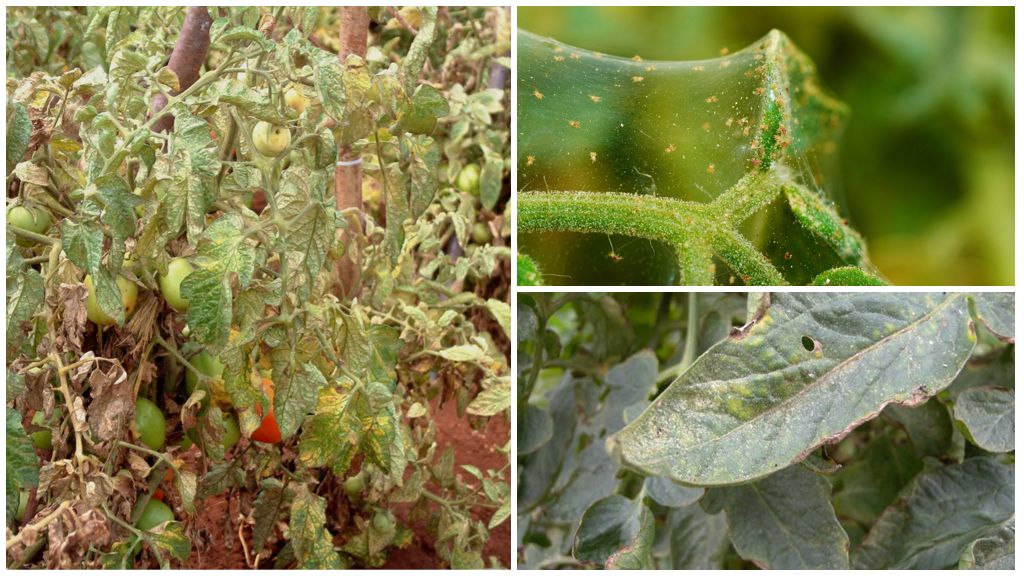 Spider mite control measures on tomatoes