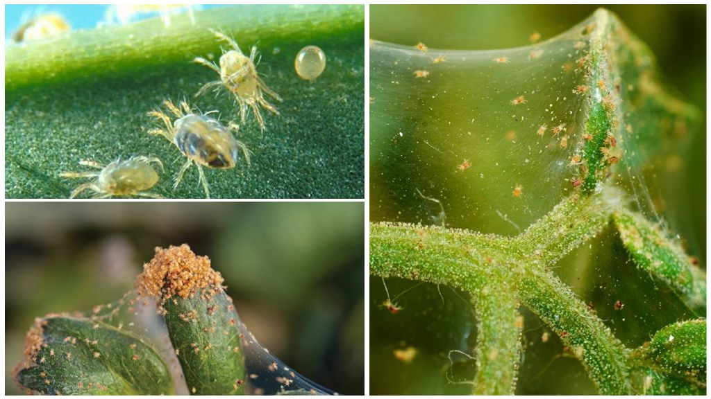 Prevention and control of spider mites in the greenhouse