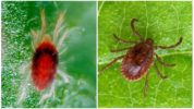 Spider mite and grass mite