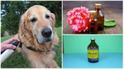 Народни рецепти за крпеља за псе