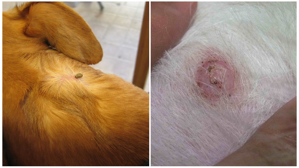 Post tick bite bump in dogs