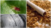 Tabak und Limette von einer Spinnmilbe