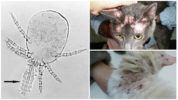 Thrombiculosis in cats