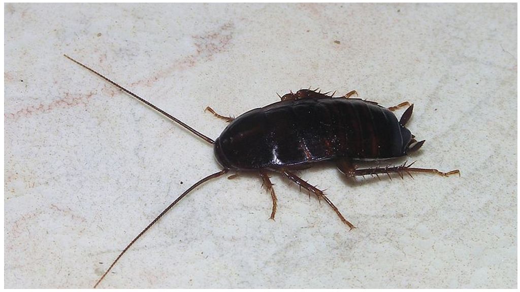 Black cockroaches