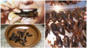 Cockroach dishes