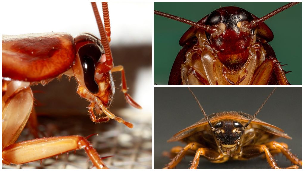 Eyes of a cockroach: description, structure and photo
