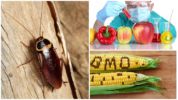 OGM et blattes