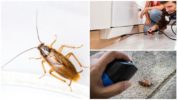 Chemicals and cockroaches