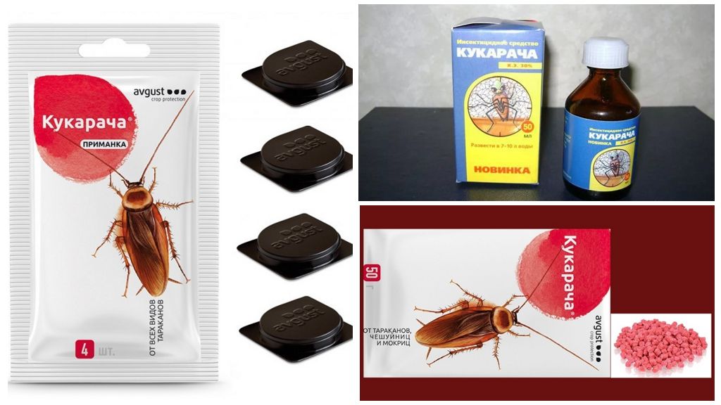 Remèdes pour les cafards Cucaracha