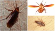 Kakerlak og dens flyvning