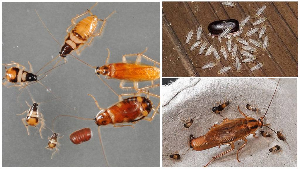 Hoe zien kakkerlaklarven eruit?