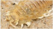 Sea cockroach