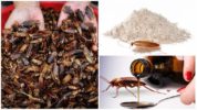 The benefits of cockroaches in medicine