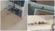 Kakkerlakken in de koelkast