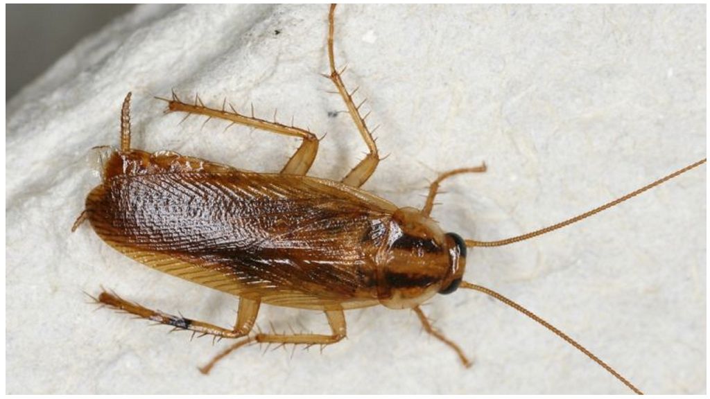 Kakkerlakken prusaki