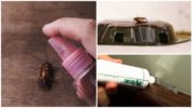 Speciale remedies voor kakkerlakken