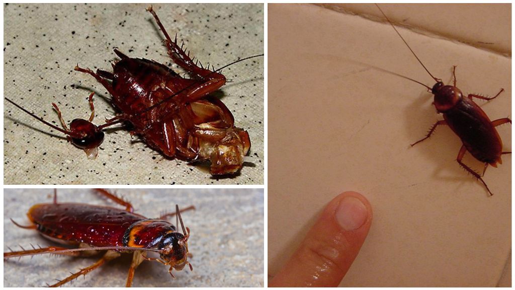 How long can a cockroach live without a head
