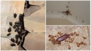 Signs of the presence of cockroaches