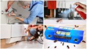 Spôsoby boja proti švábom