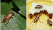 Kakerlakker i naturen og i huset