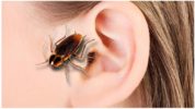 Kakerlak kravlede ind i øret
