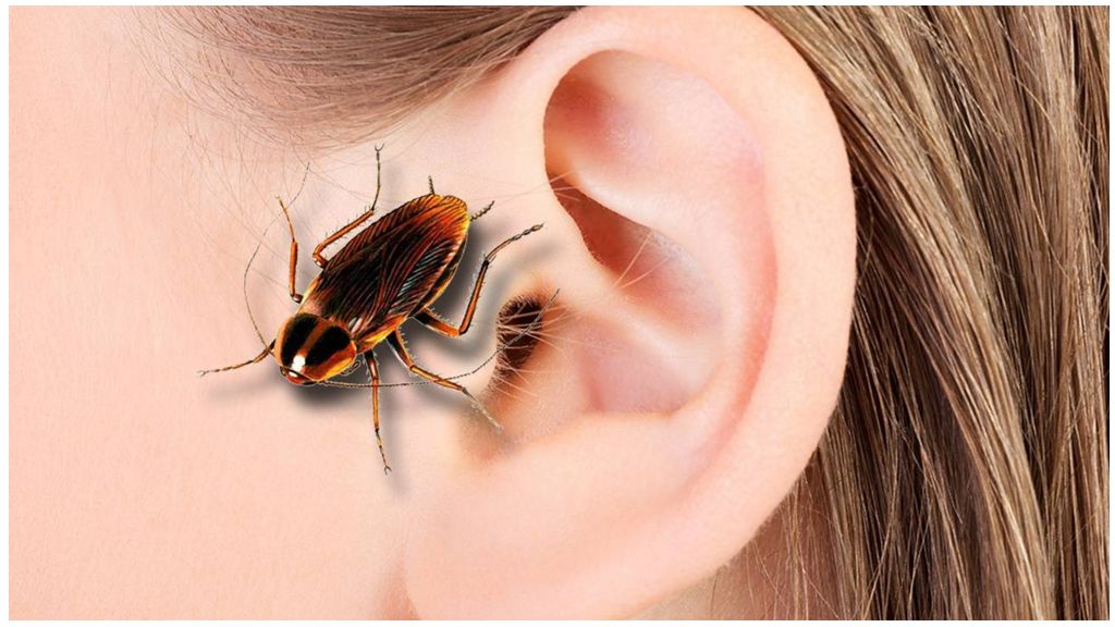 Kakerlake im Ohr: Kann das sein und was soll man damit machen?
