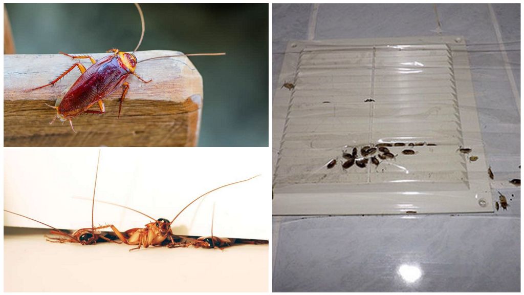 Co způsobuje šváby v bytě