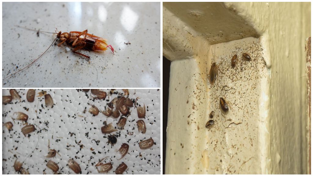 Waar leven kakkerlakken in een appartement
