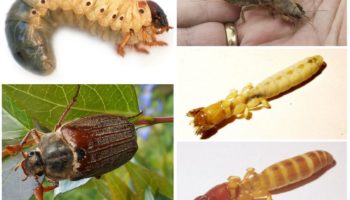 Jaký je rozdíl mezi larvami medvěda a bugovou chybou?