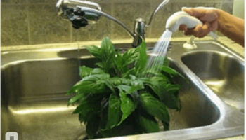 Heiße Duschen für Zimmerpflanzen - was ist das und warum?