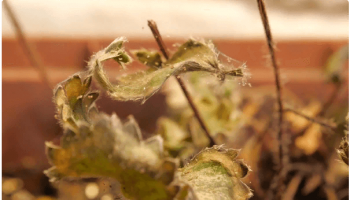 Najstrašnejší škodcovia záhrady: roztoč pavúk - ako sa zbaviť?